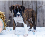 Small Photo #19 Boxer Puppy For Sale in WAKARUSA, IN, USA