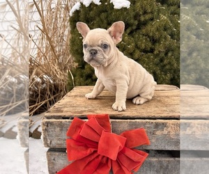 French Bulldog Puppy for sale in MIDDLEBURY, IN, USA