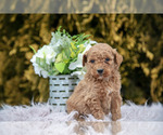 Small Photo #3 Poodle (Standard) Puppy For Sale in NAPPANEE, IN, USA