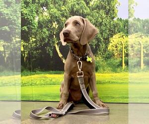 Weimaraner Puppy for sale in SPRINGFIELD, MO, USA