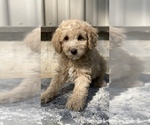 Small Photo #2 Poodle (Toy) Puppy For Sale in CANOGA, NY, USA