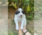 Small Photo #1 Saint Bernard Puppy For Sale in COLBERT, GA, USA