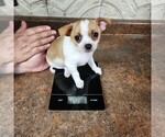Small Photo #37 Chihuahua Puppy For Sale in MOUNT AIRY, NC, USA