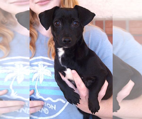 Medium Photo #1 Chihuahua Puppy For Sale in Carrollton, TX, USA
