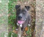 Small #2 American Pit Bull Terrier