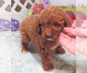 Cavapoo Puppy for sale in RATTAN, OK, USA