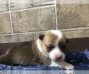Pembroke Welsh Corgi Puppy for sale in ARTHUR, IL, USA