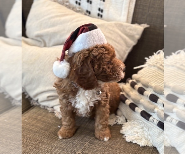 Medium Photo #4 Goldendoodle (Miniature) Puppy For Sale in SAINT MARYS, KS, USA