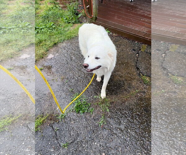Medium Photo #2 Great Pyrenees-Unknown Mix Puppy For Sale in Croydon, NH, USA