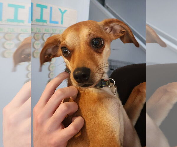 Medium Photo #1 Chihuahua-Whippet Mix Puppy For Sale in Bellevue, WA, USA