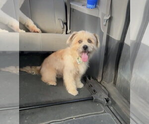 Care-Tzu Dogs for adoption in Harrison, AR, USA