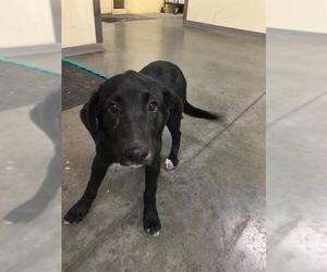 Lab-Pointer Dogs for adoption in Orange, CA, USA