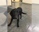 Small Lab-Pointer