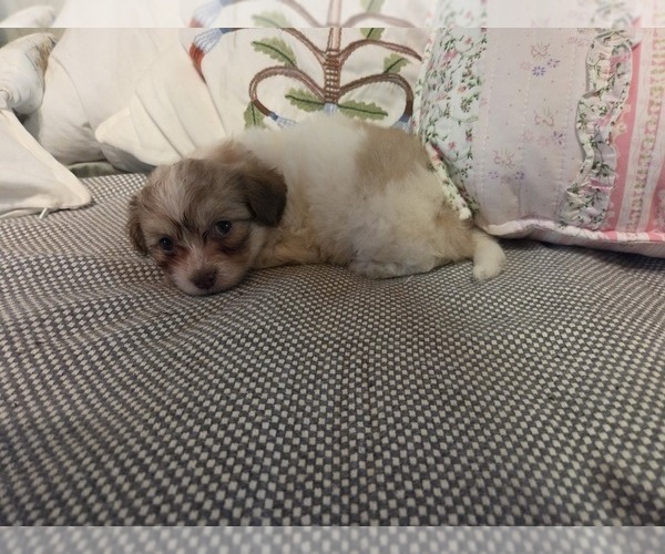 Medium Photo #41 Maltipom-Pomeranian Mix Puppy For Sale in HUDSON, MA, USA