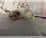 Small #40 Maltipom-Pomeranian Mix