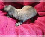 Small Photo #15 Goldendoodle Puppy For Sale in COVINGTON, GA, USA