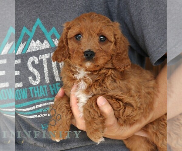 Medium Photo #3 Cavapoo (Miniature) Puppy For Sale in NARVON, PA, USA