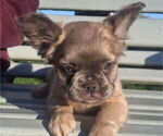 Image preview for Ad Listing. Nickname: Puppies
