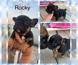 French Bulldog Litter for sale in FAIRMONT, NC, USA