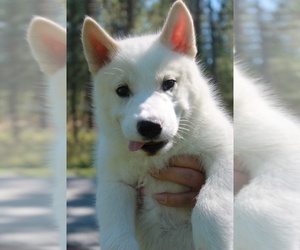 Siberian Husky Puppy for sale in HOLLYWOOD, CA, USA