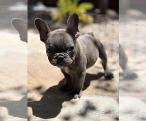 French Bulldog Puppy for sale in LAS VEGAS, NV, USA