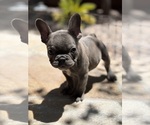 Image preview for Ad Listing. Nickname: Pixie