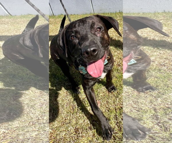 Medium Photo #5 Labrador Retriever-Unknown Mix Puppy For Sale in Munford, TN, USA