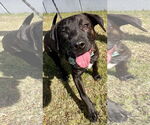 Small #4 Labrador Retriever Mix