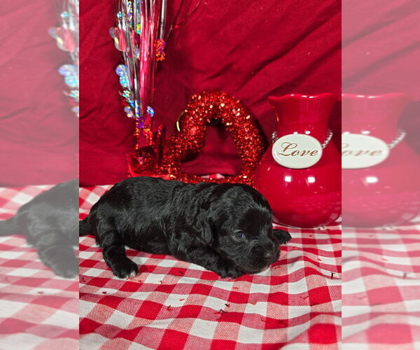 Medium Photo #2 Bernedoodle (Miniature) Puppy For Sale in BLACK FOREST, CO, USA