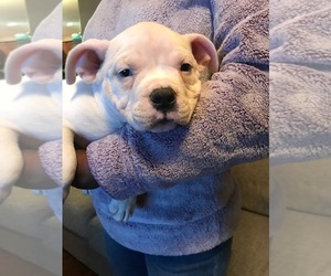American Bully Puppy for sale in BOONE, IA, USA