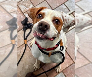 Mutt Dogs for adoption in Webster, WI, USA