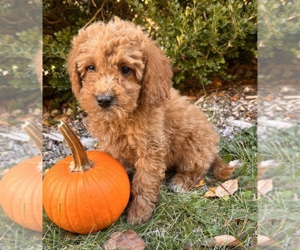 Medium Photo #2 Cockapoo (Toy) Puppy For Sale in MIDDLEBURY, IN, USA