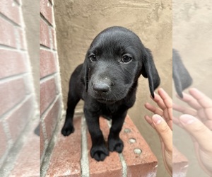 Labrador Retriever Puppy for sale in SAN JOSE, CA, USA