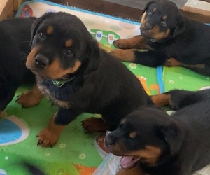 Rottweiler Puppy for sale in COVINA, CA, USA