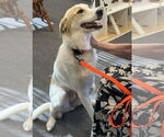 Small #4 Great Pyrenees Mix