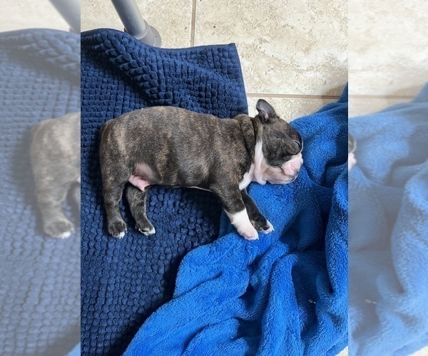 Medium Photo #3 Boston Terrier Puppy For Sale in BURLESON, TX, USA