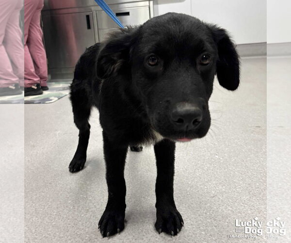 Medium Photo #1 Retriever -Unknown Mix Puppy For Sale in Washington, DC, USA