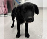 Small Retriever  Mix