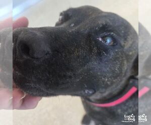 Tigri - Male Labrador Retriever-Unknown Mix Dog for Adoption - Photo #3