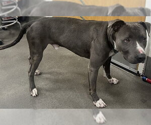 Mutt Dogs for adoption in Forestville, MD, USA
