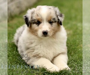 Australian Shepherd Puppy for sale in LANCASTER, PA, USA