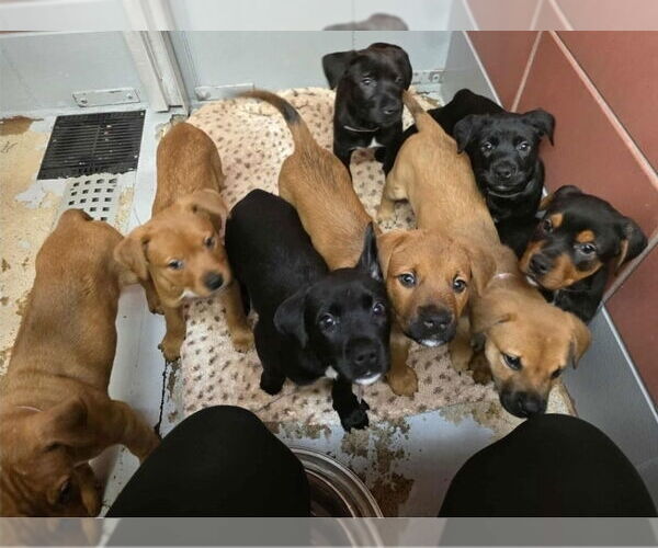 Medium Photo #4 Labrottie Puppy For Sale in Lakewood, CO, USA