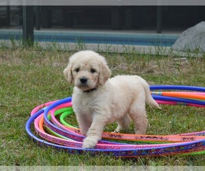 Medium Goldendoodle