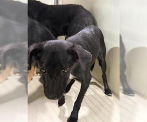 Chihuahua Dogs for adoption in Bakersfield, CA, USA