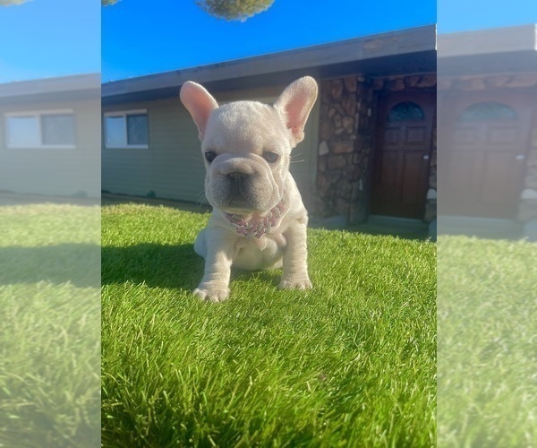 Medium Photo #4 French Bulldog Puppy For Sale in WEST HOLLYWOOD, CA, USA