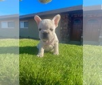 Small #3 French Bulldog