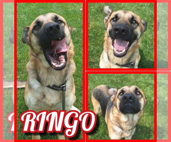 Medium Photo #1 Mutt Puppy For Sale in Pierceton , IN, USA