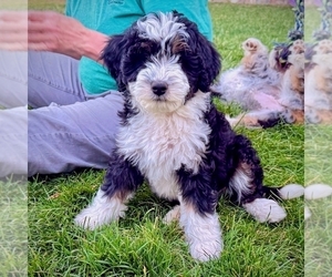Bernedoodle (Miniature) Puppy for sale in ROY, UT, USA