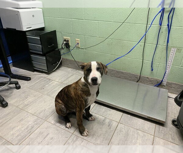 Medium Photo #1 American Staffordshire Terrier-Unknown Mix Puppy For Sale in Grand Prairie, TX, USA