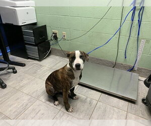American Staffordshire Terrier-Unknown Mix Dogs for adoption in Grand Prairie, TX, USA